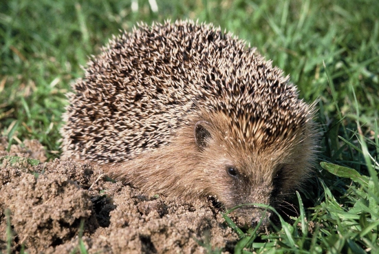 Fauna