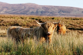 Schottland